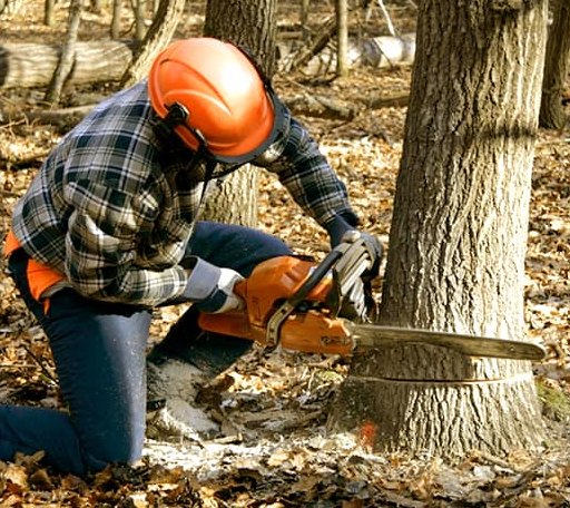 Tree Removal in Cee Vee, TX